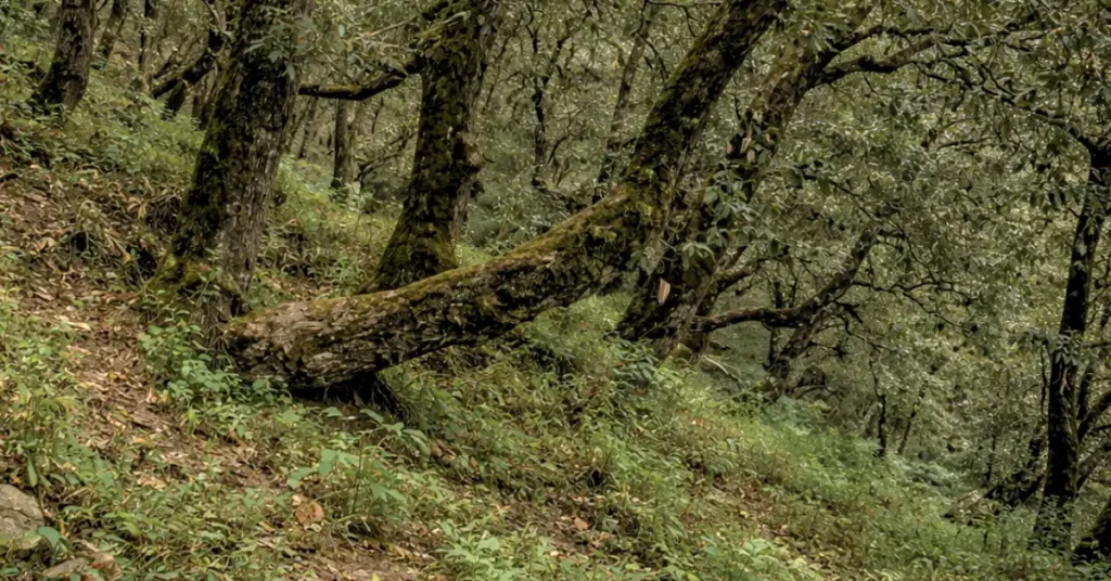 उत्तराखंड के मध्य हिमालय क्षेत्र में बाँज के घने जंगल का प्राकृतिक दृश्य