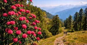 चोपता क्षेत्र में वसंत ऋतु में खिला हुआ बुराँश का वृक्ष