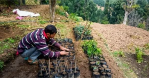 नैनीताल जिले के ओखलकांडा क्षेत्र में पौधरोपण के लिए पौधे तैयार करते चंदन नयाल