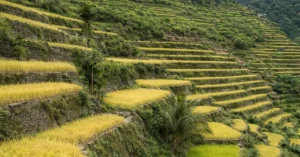 उत्तराखंड की पहाड़ी ढलान पर पत्थर की मेड़ों से बने सीढ़ीदार खेत