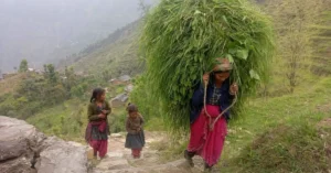 उत्तराखंड में भाऱा घास लेकर लौटती महिलाओं और पहाड़ के रोज़मर्रा श्रम को दर्शाती वास्तविक दृश्य संरचना