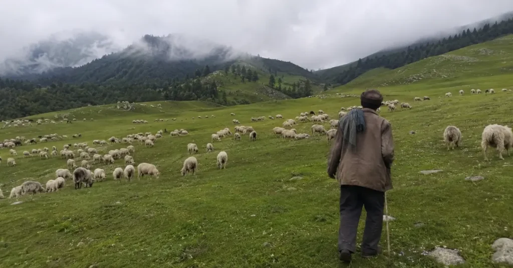 उत्तराखंड के हिमालयी बुग्यालों में भेड़ों के झुंड के साथ चलते भेड़ पालक को दर्शाती दृश्य संरचना