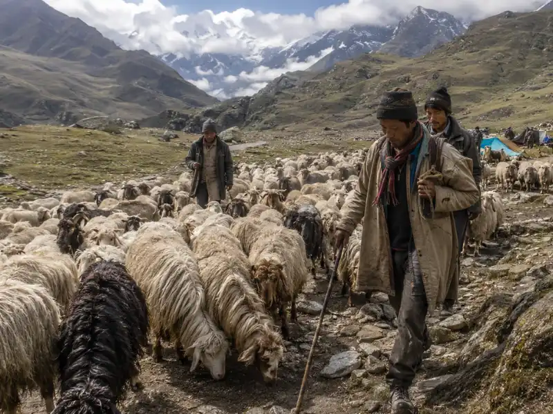 भेड़ पालक: हिमालय में मौसमी प्रवास और पशुपालन की परंपरा 1 himalayan sheep herders seasonal migration trail