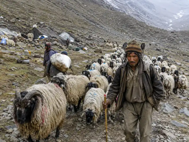 भेड़ पालक: हिमालय में मौसमी प्रवास और पशुपालन की परंपरा 3 shepherd leading sheep himalayan route