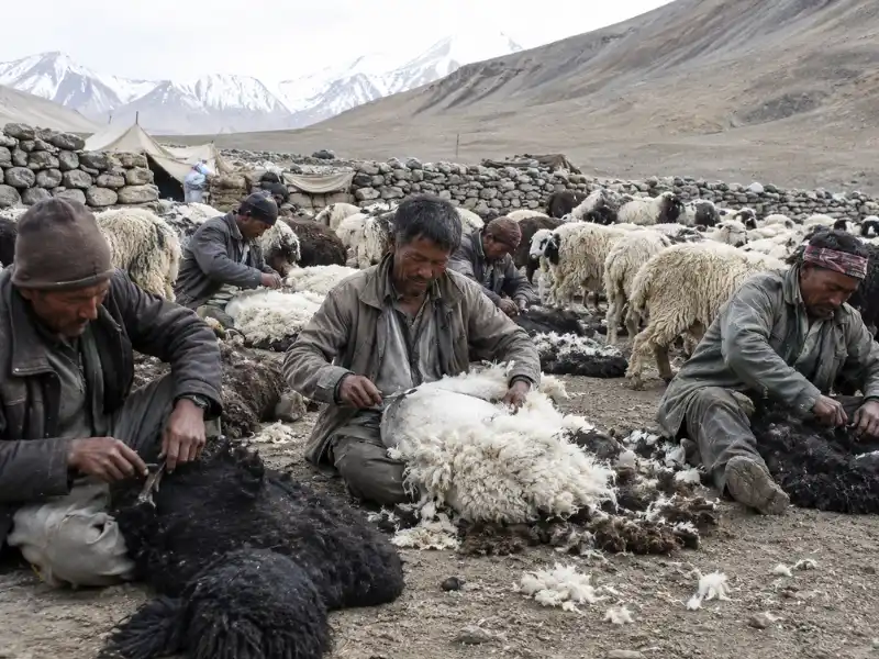 भेड़ पालक: हिमालय में मौसमी प्रवास और पशुपालन की परंपरा 2 traditional sheep wool shearing himalaya