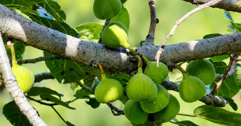 उत्तराखंड में तिमला (Ficus auriculata) के पेड़ पर उगते फल