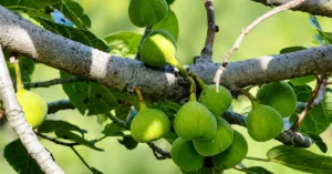उत्तराखंड में तिमला (Ficus auriculata) के पेड़ पर उगते फल