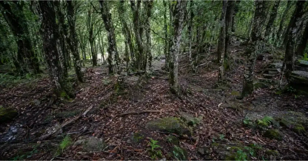 उत्तराखंड के बाँज जंगल में पत्तियों और मिट्टी के बीच जल संरक्षण का प्राकृतिक वातावरण