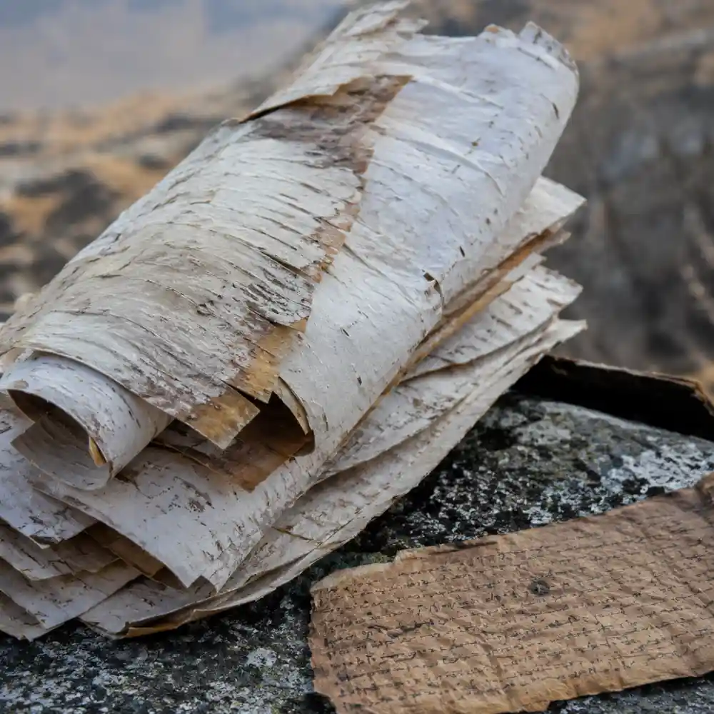 भोजपत्र: जिस पर कभी लिखे जाते थे शास्त्र, मंत्र और ग्रंथ 2 bhojpatra manuscript bark sheets