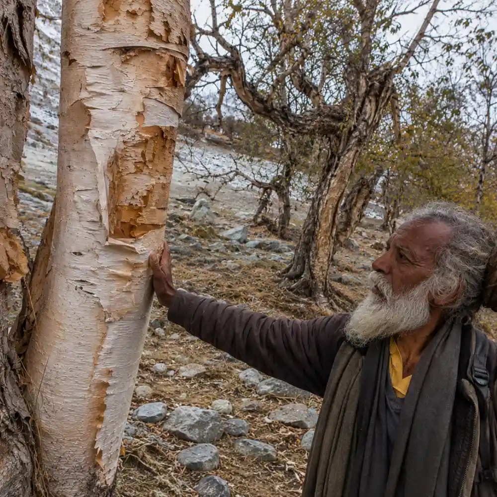 भोजपत्र: जिस पर कभी लिखे जाते थे शास्त्र, मंत्र और ग्रंथ 1 हिमालयी क्षेत्र में भोजपत्र वृक्ष की छाल को देखते एक स्थानीय व्यक्ति