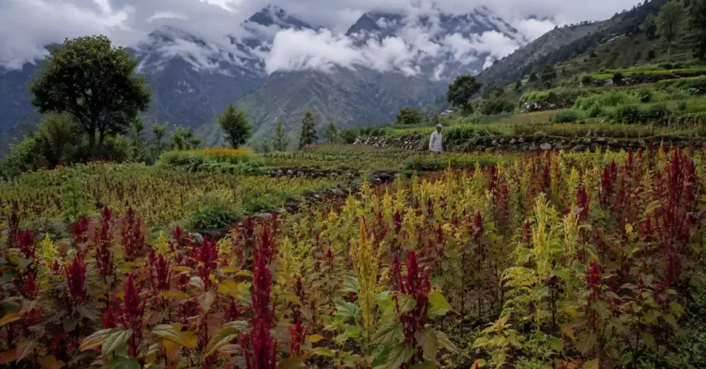 उत्तराखंड के पहाड़ी खेतों में उगती चौलाई की फसल