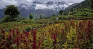 उत्तराखंड के पहाड़ी खेतों में उगती चौलाई की फसल