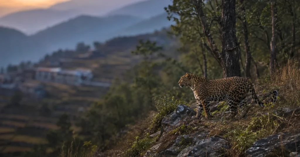 उत्तराखंड के पहाड़ी जंगल के किनारे दिखाई देता गूलदार (तेंदुआ) और स्थानीय नामों के भ्रम को दर्शाता दृश्य