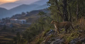 उत्तराखंड के पहाड़ी जंगल के किनारे दिखाई देता गूलदार (तेंदुआ) और स्थानीय नामों के भ्रम को दर्शाता दृश्य