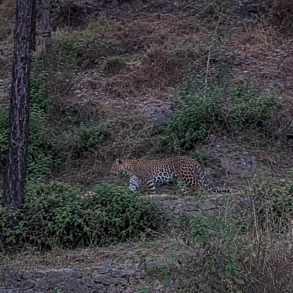 क्या गूलदार, तेंदुआ, चीता और बाघ एक ही हैं? पहाड़ों में नामों के भ्रम की कहानी 2 guldar tendua near village uttarakhand