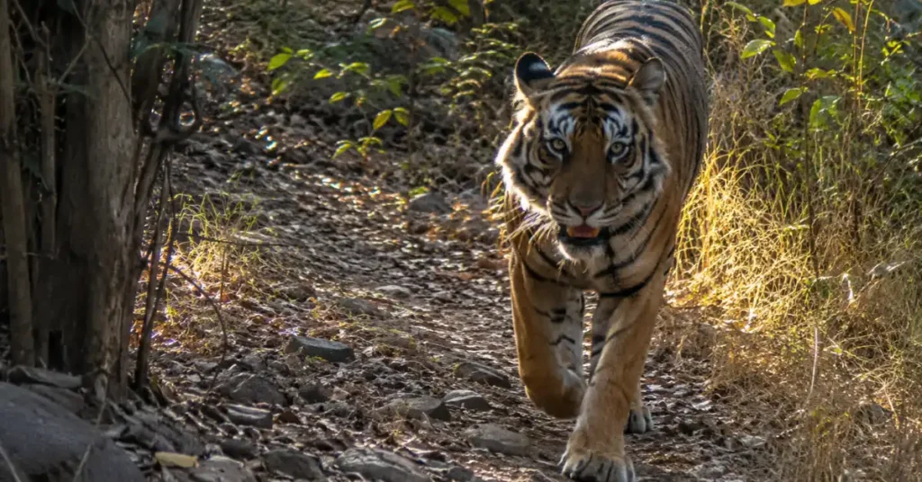 A Royal Bengal Tiger walking along a forest trail inside a dense Indian jungle habitat.