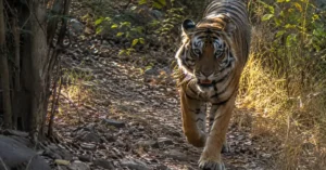 A Royal Bengal Tiger walking along a forest trail inside a dense Indian jungle habitat.
