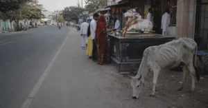 सड़क किनारे नंदी की प्रतिमा के पास खड़ा एक कमजोर वास्तविक पशु, जबकि लोग प्रतिमा के सामने पूजा-अर्चना कर रहे हैं।