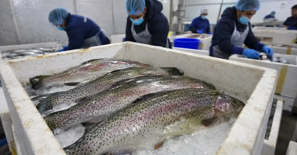 Fresh rainbow trout fish packed in insulated crates at a fish processing facility.