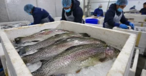 Fresh rainbow trout fish packed in insulated crates at a fish processing facility.
