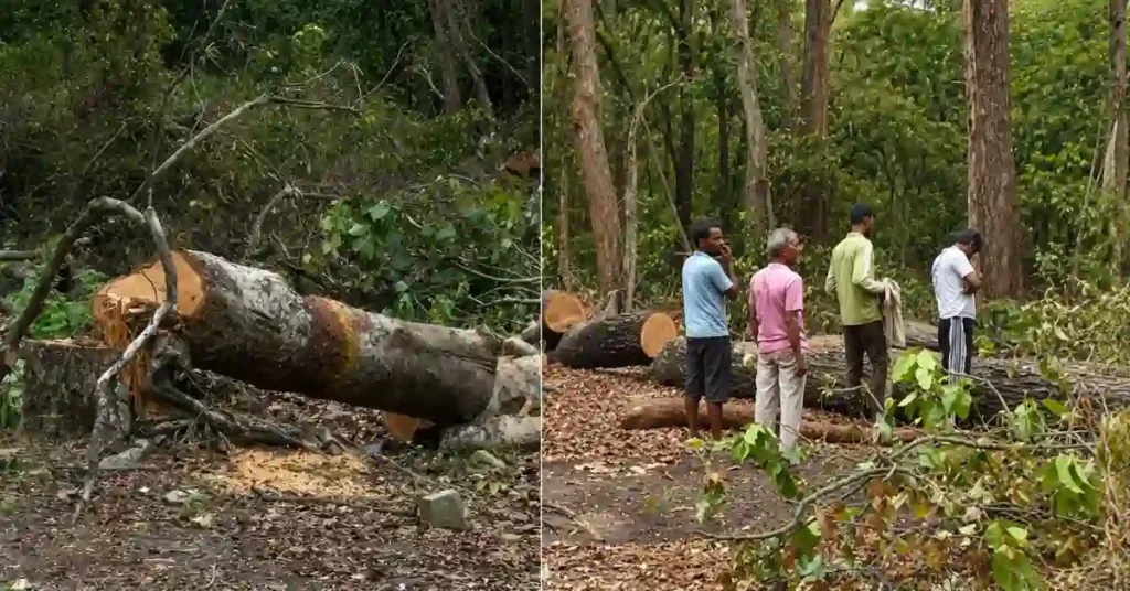 Colour-corrected screengrab showing felled trees and local residents at a forest clearance site in Uttarakhand associated with a development project.