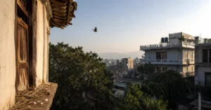 A lone bird flies above an old house and surrounding urban neighbourhood, highlighting the contrast between traditional nesting spaces and expanding city development.