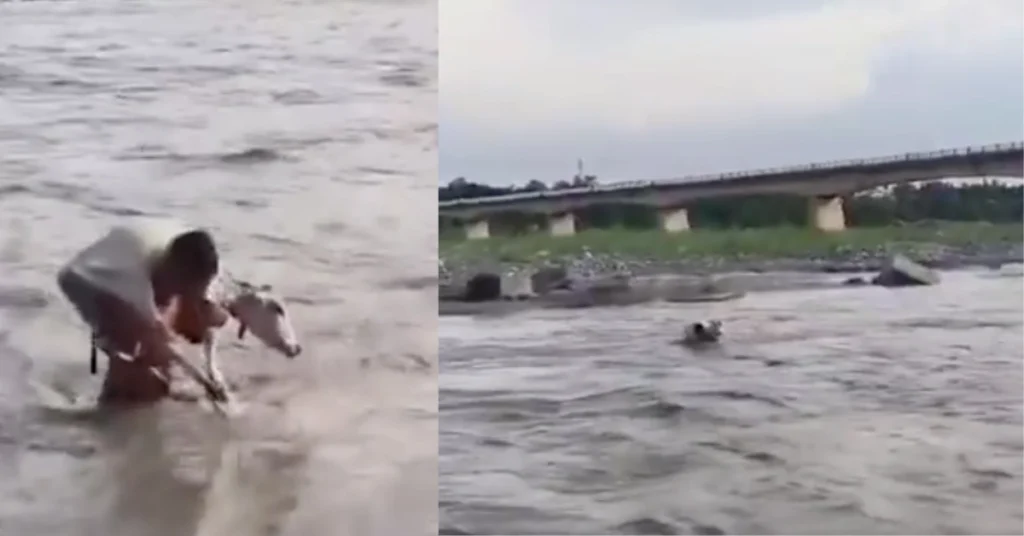 Two frames from a viral video showing a man attempting to rescue a cow from the fast-flowing Yamuna River near Kalsi in Dehradun district.