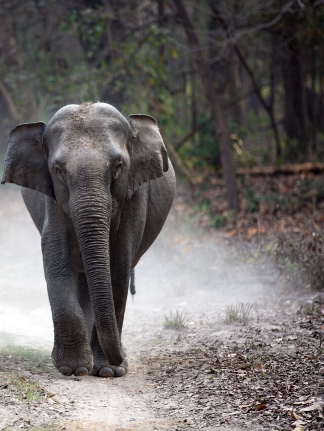 6 facts you must know about Jim corbett national park