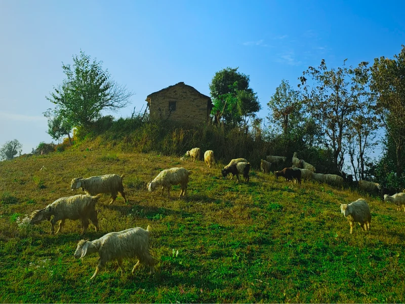Nag Tibba Trek 4